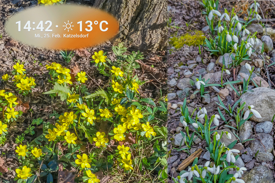 Frühlingserwachen - bei zunehmender Wärme beginnt es in unserem Garten zu blühen - Foto JoSt   2026